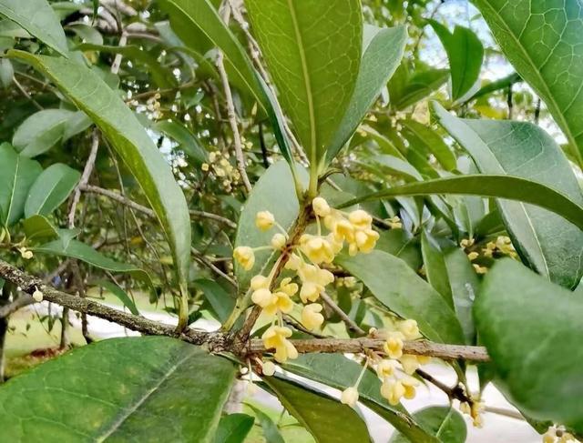 游在鹰潭｜这座城市秋日杀疯了！4重甜感暴击，谁来谁上头！「全球学子嘉游赣 奇绝鹰潭逍遥游」