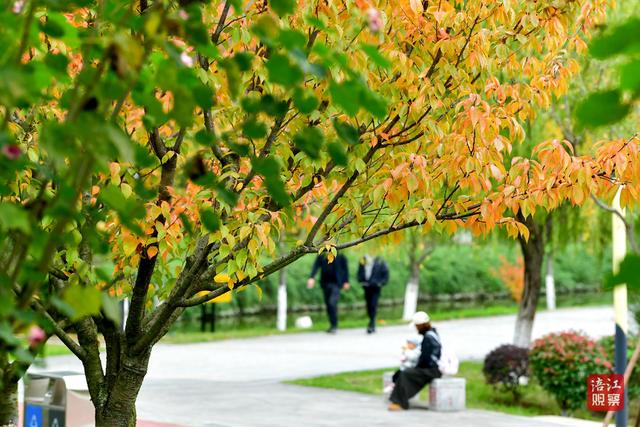 初冬时节，层林尽染，心随景动
