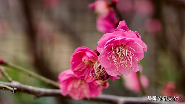 梅花迎冬开 美景入画来