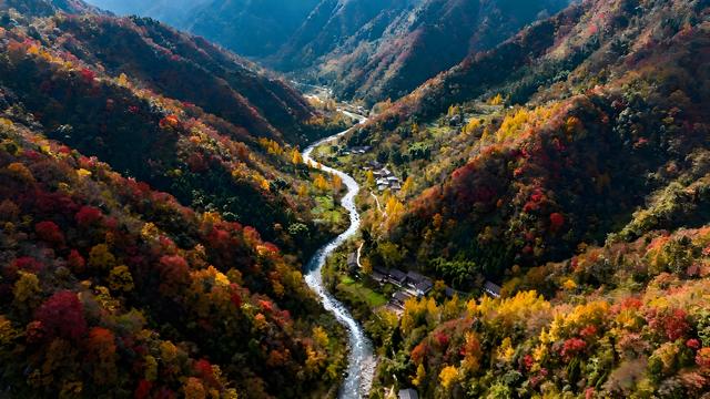 金杏摇风碎玉影，丹桂浮香染云章 —— 漫步蓉城清秋长卷