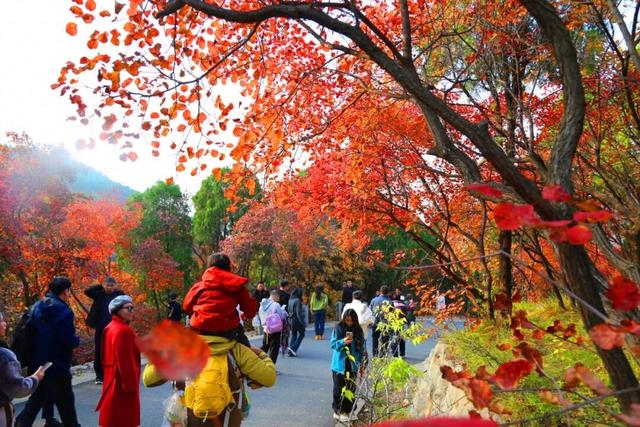 万山红遍正当时！济南红叶谷进入最佳观赏期