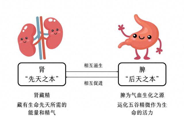 肾虚脱发怎么治疗（肾虚脱发请收好这个厉害的方法）