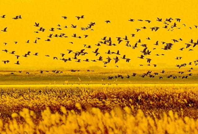 江西永修：鹤舞鄱湖引客来