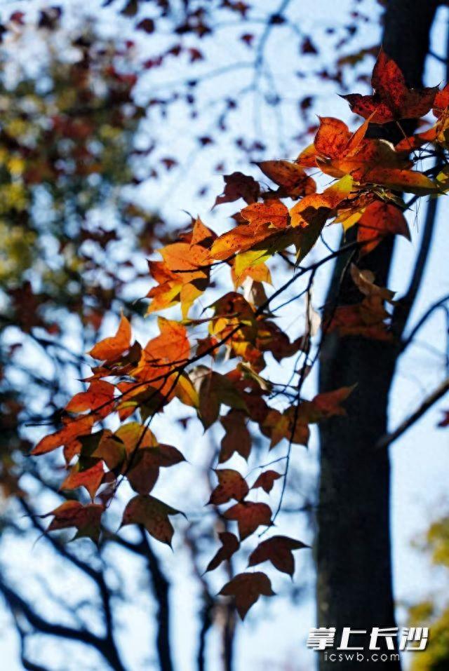 长沙发出“枫”情万种邀请函！最佳观赏期已定档