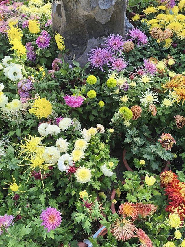 生活日常分享，独自赏花经历，以供大家娱乐