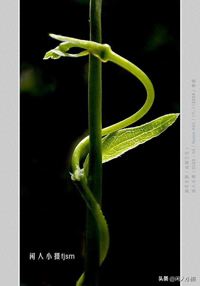 聊手机摄影（85）手机摄影用光入门须掌握，极具表现力的逆光摄影