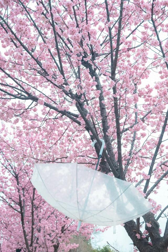 无锡的樱花都美成这样了！