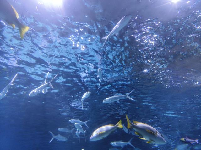 在兰州，极地海洋世界，看美人鱼🧜🏻‍♀️表演