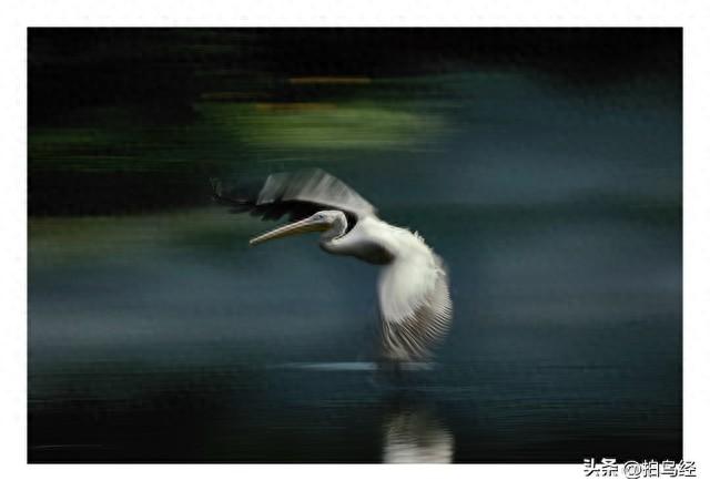 短视频，可能正在摧毁鸟类摄影