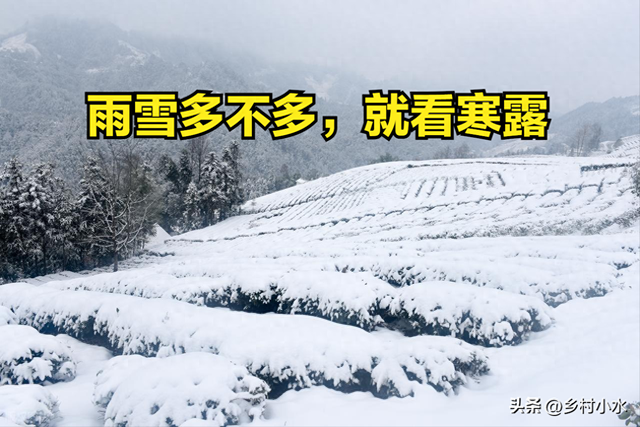 “雨雪多不多，就看寒露”，明日寒露，今年冬天雨雪很多吗？