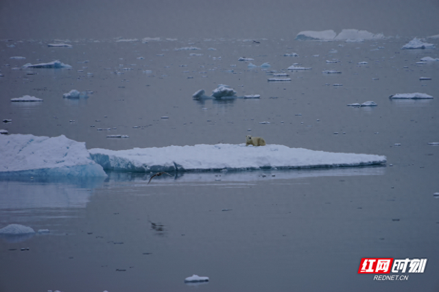 随笔丨范良君：追寻北极熊，在格陵兰