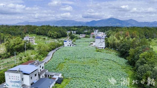 【你有好货 我来吆喝】美景鲜货别错过！崇阳县大垅村湾荷花基地喊您赏莲花采莲子