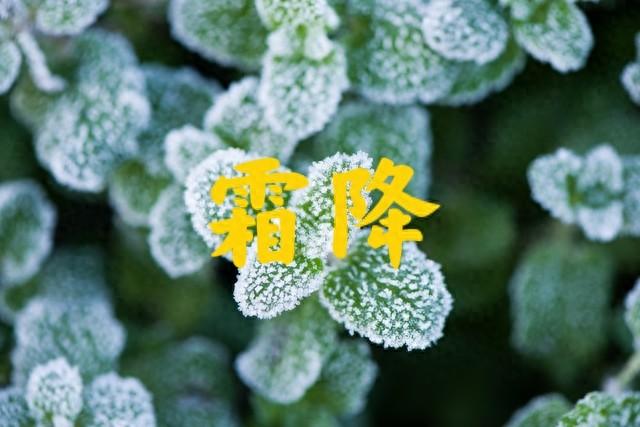 今日霜降，老话“霜降是晴天，寡妇也发愁”，霜降晴天有啥预兆？