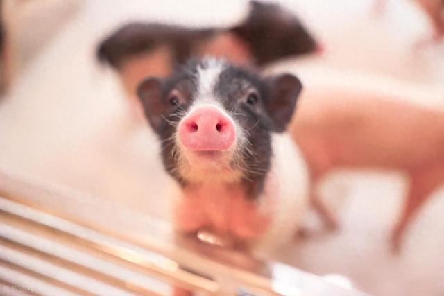 猪猪猪：最重要的日子就在11月下旬，要留意.