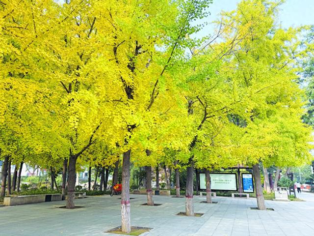 邀您共赴秋日浪漫 石家庄公园、广场银杏进入最佳观赏期