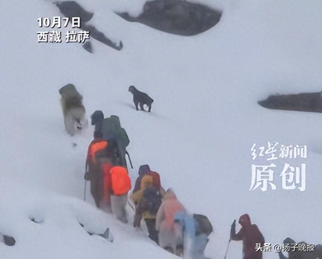 珠峰暴雪中，向导一人一狗带上百人撤离，本人回应：是有个狗狗跟着进山，从业十几年没见过这么大的雪