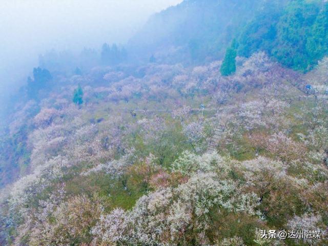 达川区百节镇：梅花笑绽迎宾客 刨汤暖宴贺新春