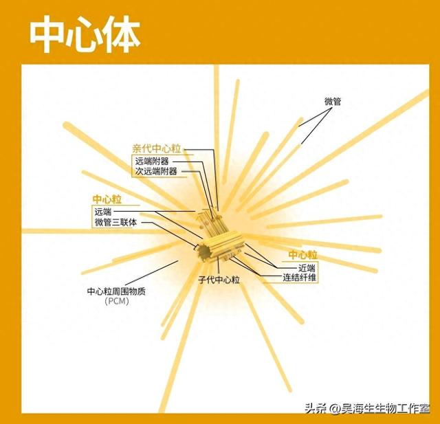 中心体存在于什么细胞（中心体的知识误区）