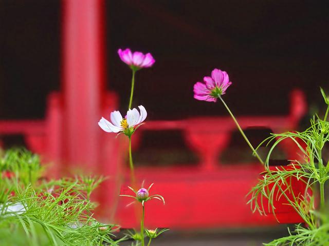 北京通州大运河森林公园：秋花绽放，别有味道