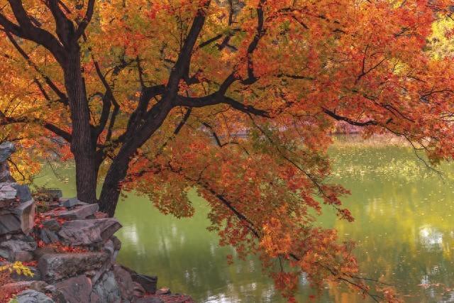 秋日红叶全攻略：认准这几棵树，带你解锁最美中国红！