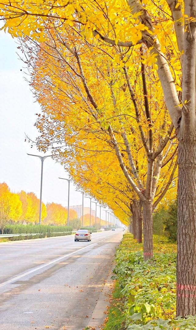 运城秋日的N种浪漫