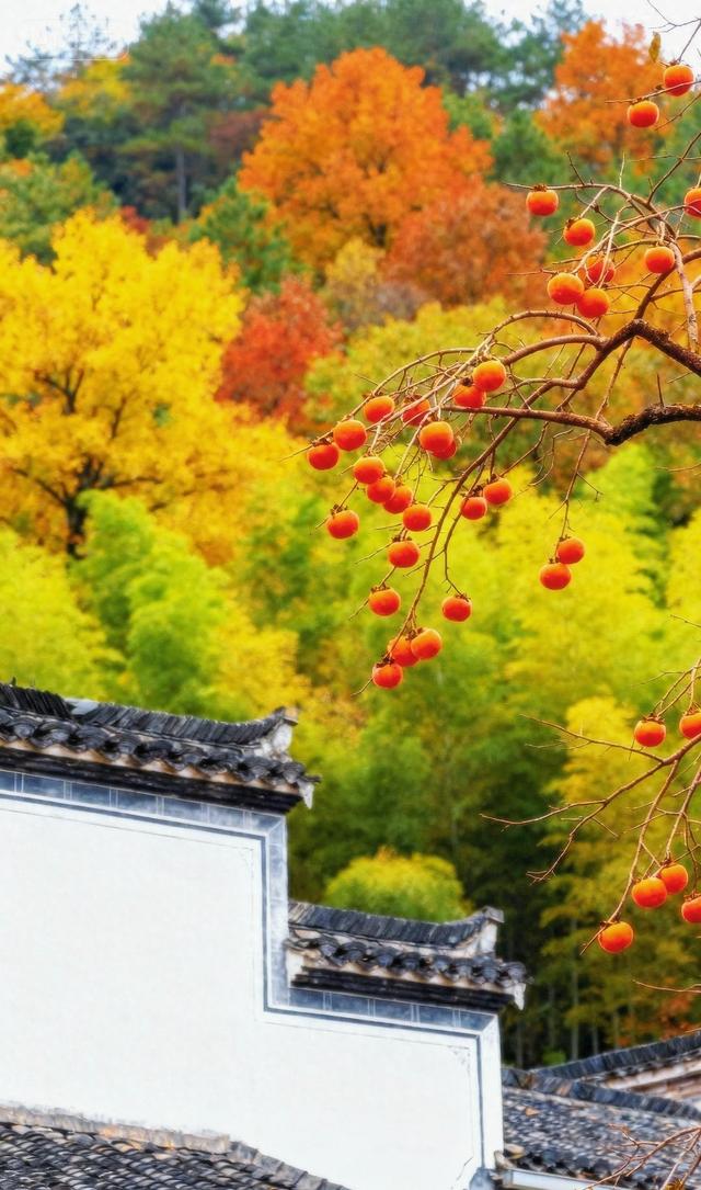 红柿悬枝，秋山染彩