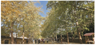 旅顺太阳沟进入最佳观赏季