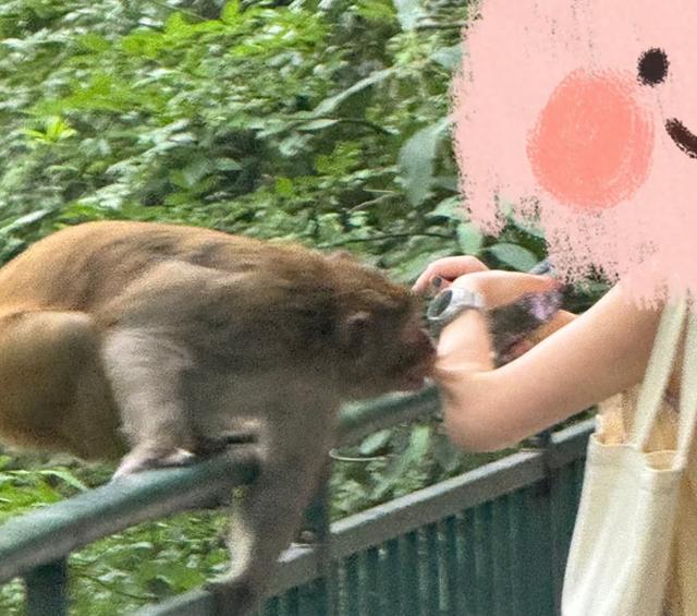 黔灵山等地猕猴伤人调查：游客主动投喂行为防不胜防