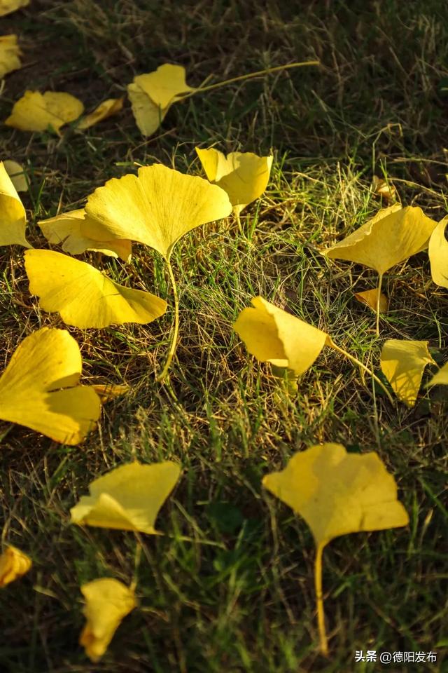 德阳冬季的“顶流”来了！错过等一年……