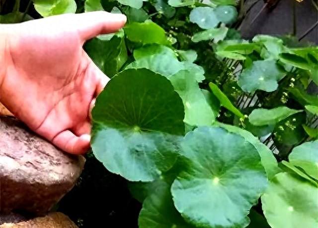 河北一户人家，因“铜钱草客厅”走红，一抬头就看见笑脸，真治愈