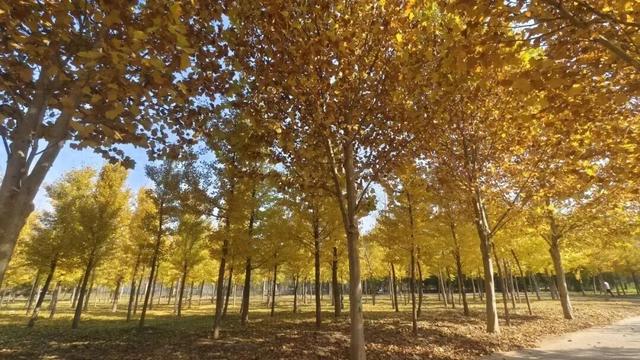 太美了！来副中心，邂逅落叶童话~