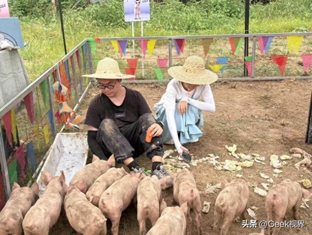 这届大学生把AI养猪玩成"真人秀"，百度工具立大功！