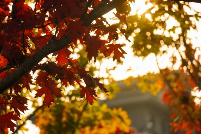 走，到郑州航空港“捡秋”去！丨港视角