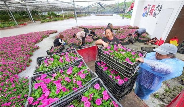 喜迎双节！牡丹樱花世界景区种下 30 万株鲜花
