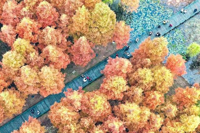 图片新闻|初冬时节的牟平区鱼鸟河湿地公园