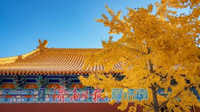 银杏金黄映红墙，济南府学文庙尽显秋韵