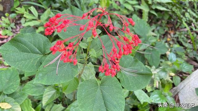 状元红的功效与作用（花开很漂亮）