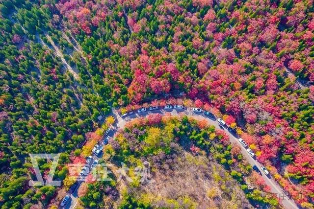 实拍枣庄牛郎山进入红叶观赏期！