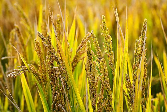 禾元生物美国专利诉讼案：Ventria公司已撤诉