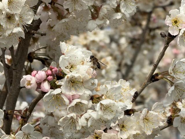 首山春色上线，樱桃花开醉游人