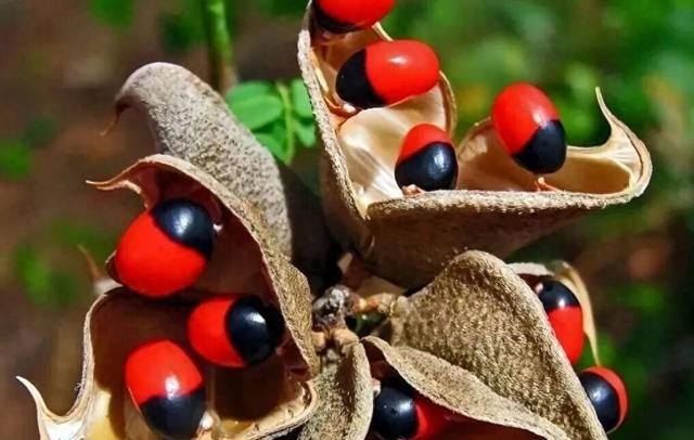 红豆和赤豆的区别是什么（速看红豆红小豆赤豆赤小豆）