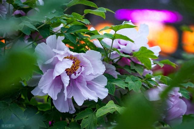 国内必去的 10 大花海城市，一个比一个浪漫，这个春天不要错过