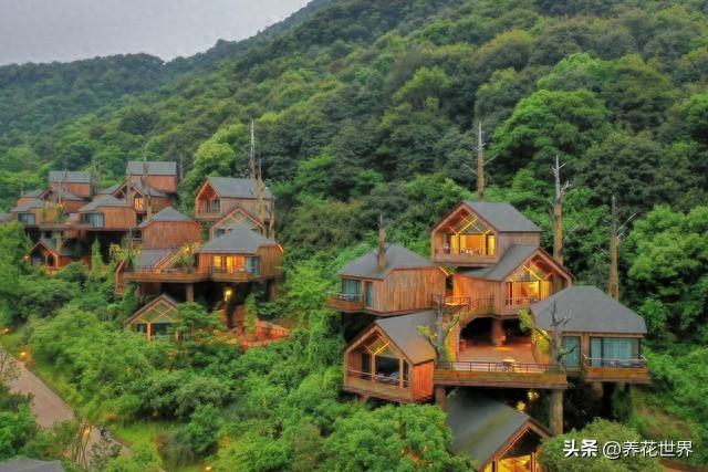 他们住在树上，探秘云南“树上人家”