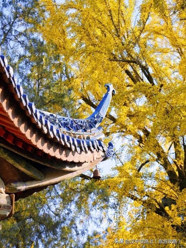 百年一树金，赴武侯祠寻一场秋日的绚烂