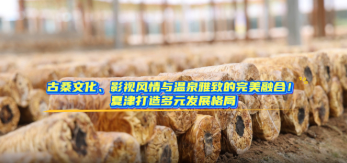 沿着黄河遇见海｜古桑文化、影视风情与温泉雅致的完美融合！夏津打造多元发展格局