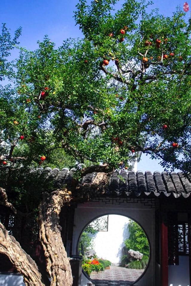 只在怡园：与一棵百年石榴的秋日邂逅