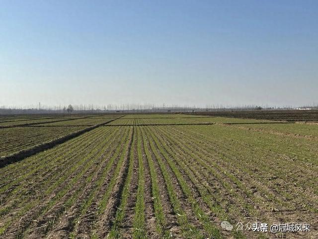 冠县乡韵·贾镇岑庄