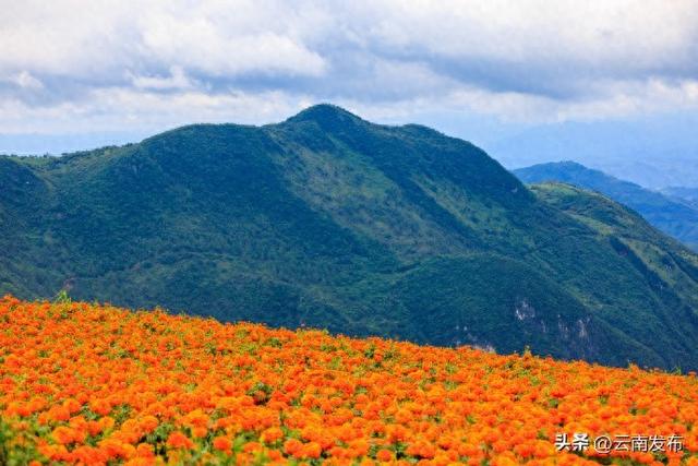 云南万寿菊花海如地毯铺满山峦