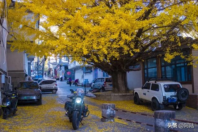崇圣寺隔壁也有古银杏，就在三文笔村，长势更加风华正茂