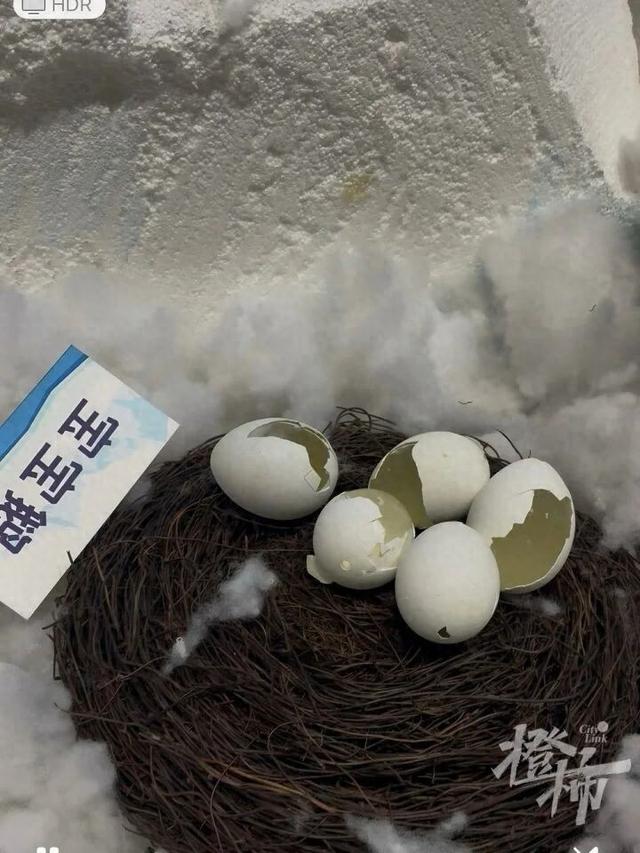 大连一博物馆10枚企鹅蛋遭破坏，博物馆：应该不是儿童 而是成年人